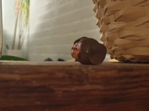 handgemaakt hondje van klei